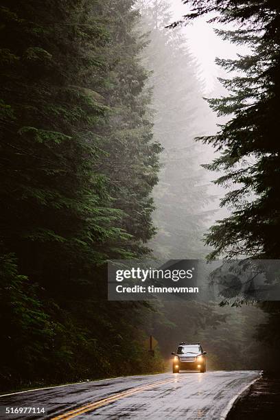 foggy forest road - raining road stock pictures, royalty-free photos & images