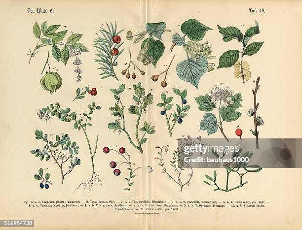 ilustraciones, imágenes clip art, dibujos animados e iconos de stock de decorativa árboles, plantas y arbustos autóctonos, victoriana botánico medio - mirto