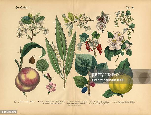 fruit, vegetables and berries of the garden, victorian botanical illustration - hand colored stock illustrations