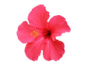 Hibiscus flowers isolated on white background