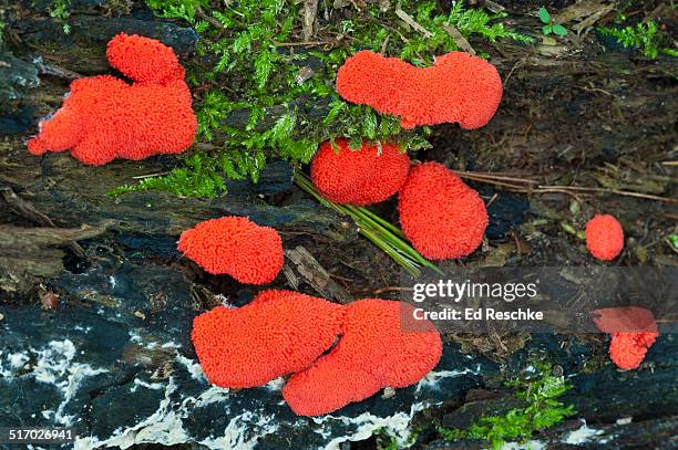 red raspberry slime mold fruiting bodies - plasmódio - fotografias e filmes do acervo