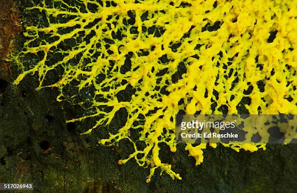 slime mold plasmodium (fuligo septica) - fuligo septica imagens e fotografias de stock