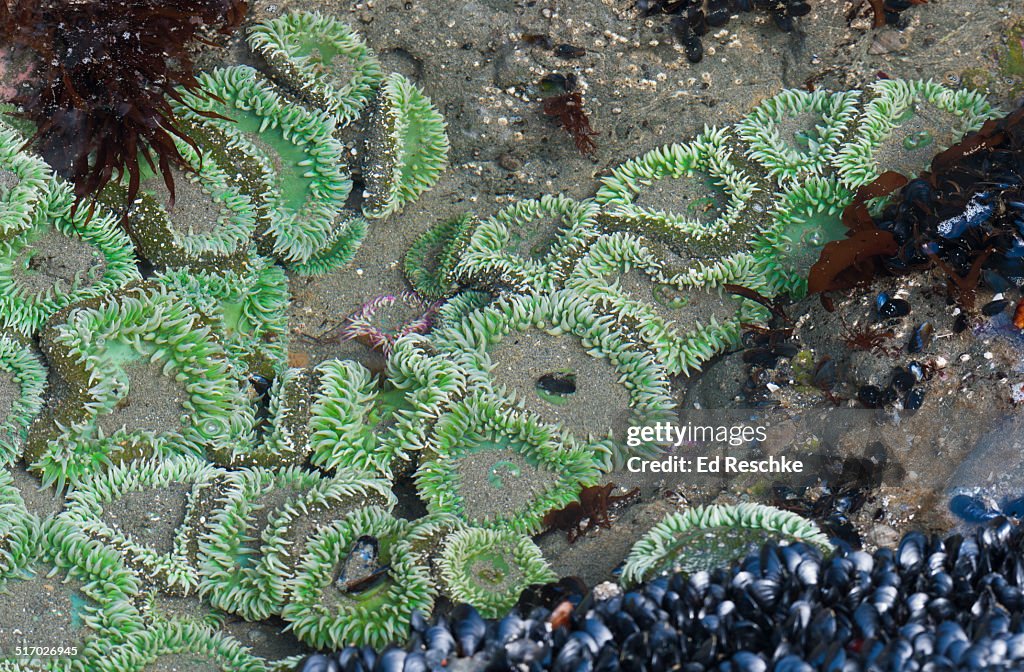 Giant Green Anemones in a Tide Pool at Low Tide