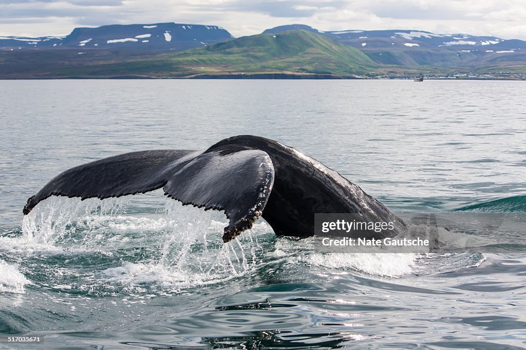 Humpback dive