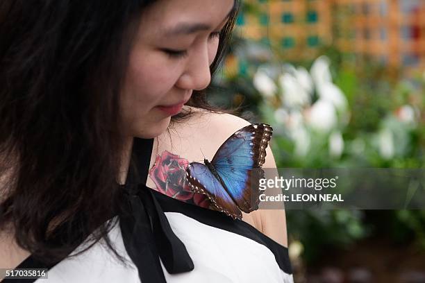 Journalist poses for pictures with a Morpho Peleides butterfly during a photocall at the Natural History Museum in central London on March 23, 2016....