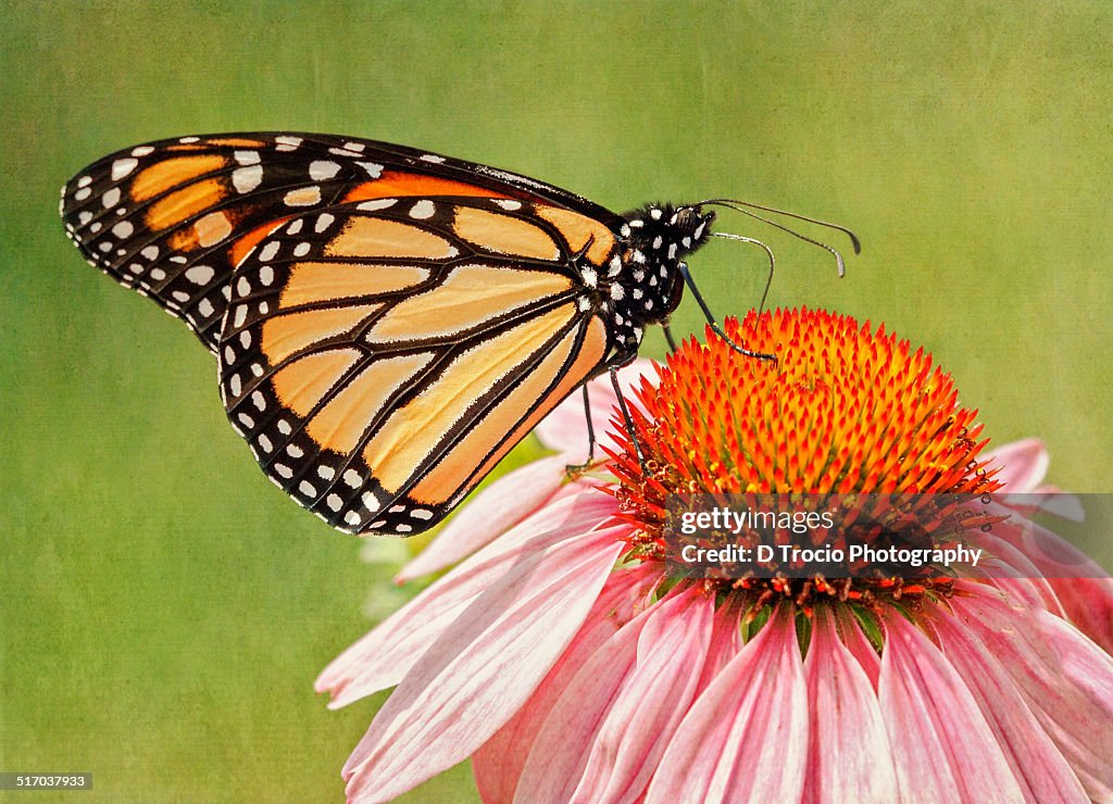 Monarch perched on top of Coneflower