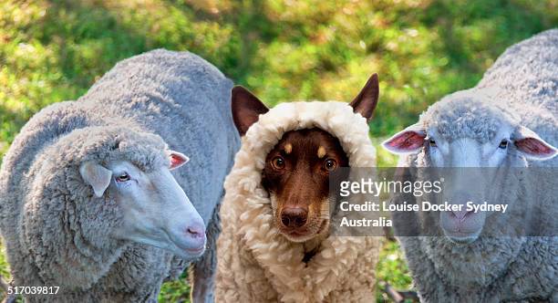 a dog disgused as a sheep - louise docker sydney australia stock pictures, royalty-free photos & images