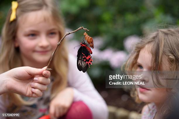 Children pose for pictures as they look at a Queen of the Philippines butterfly during a photocall at the Natural History Museum in central London,...