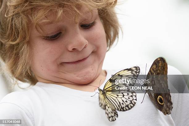 Adam poses for pictures with a Paper Kite butterfly and a Pale Owl butterfly during a photocall at the Natural History Museum in central London, on...