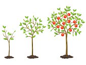 Growth cycle from seedling to fruit tree. Illustration for agricultural