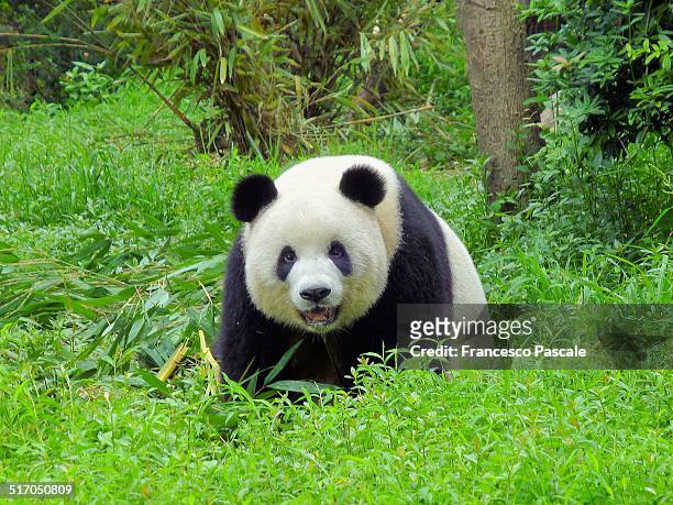giant panda bear - wereld natuur fonds stockfoto's en -beelden
