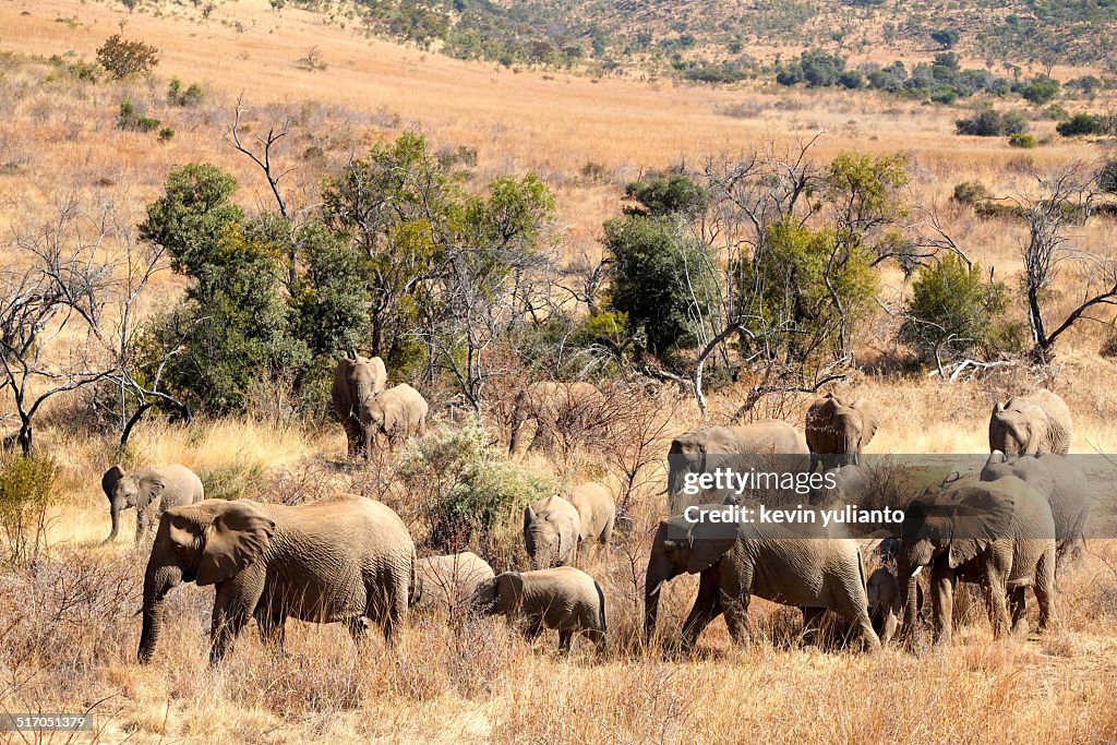 Groups of elephant marching