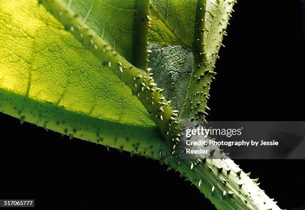 close up isolation of gunnera plant leaf - gunnera plant fotografías e imágenes de stock