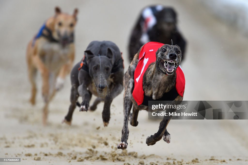 Greyhound Races at Brighton