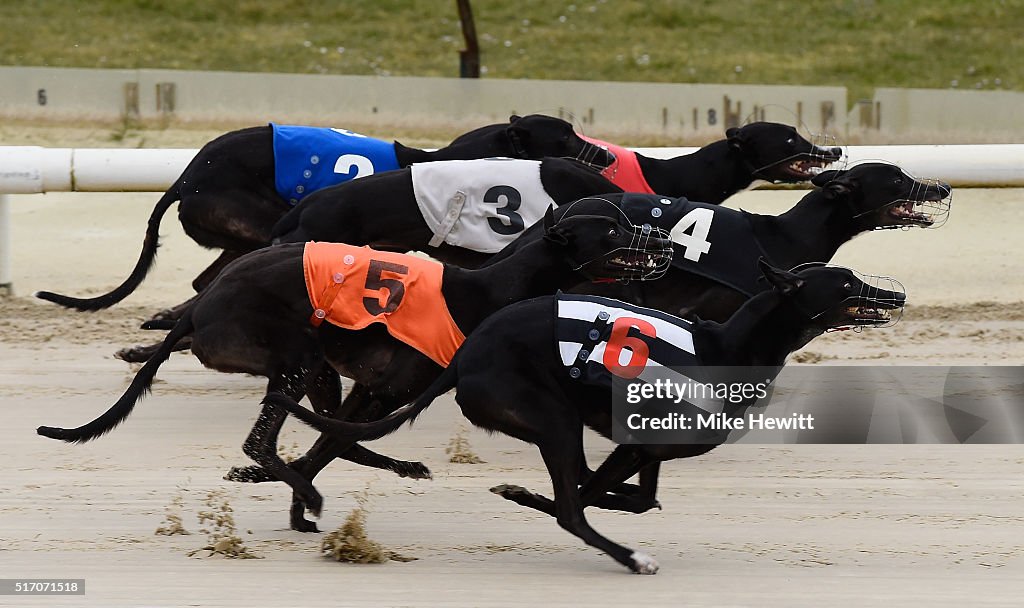 Greyhound Races at Brighton