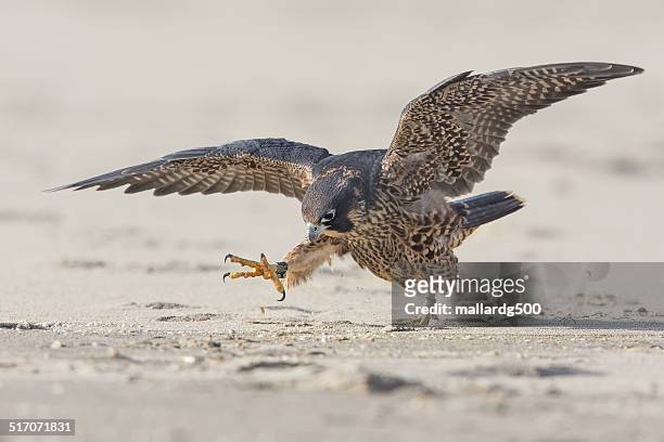 peregrine falcon - bahía tomales fotografías e imágenes de stock