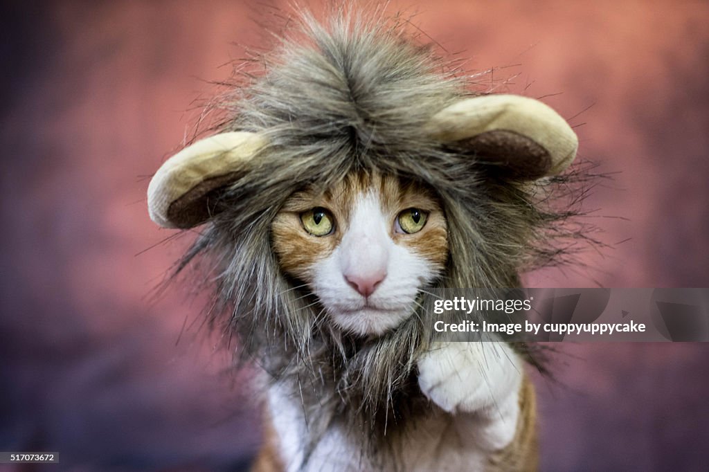 Lion Cat Costume