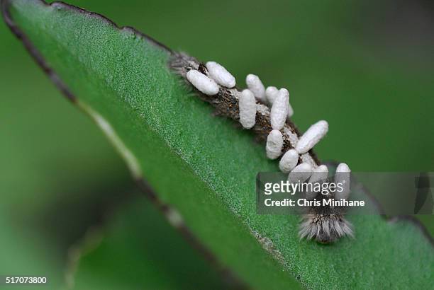 parasitic wasp larvae and caterpillar host - african wasp stock pictures, royalty-free photos & images