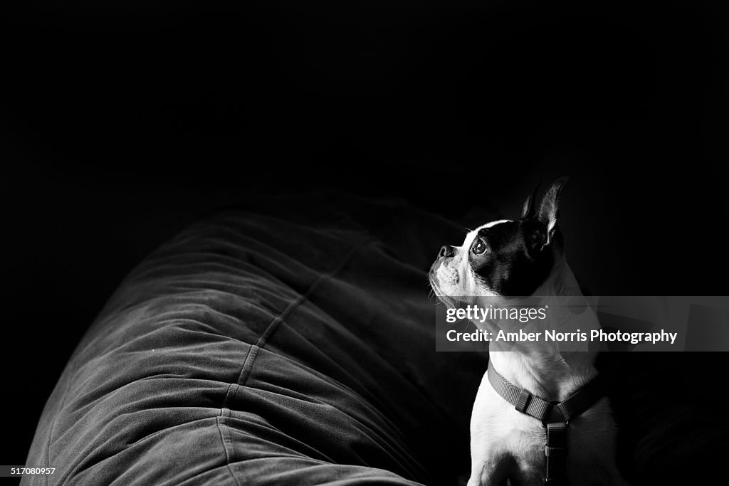 Window gazing dog