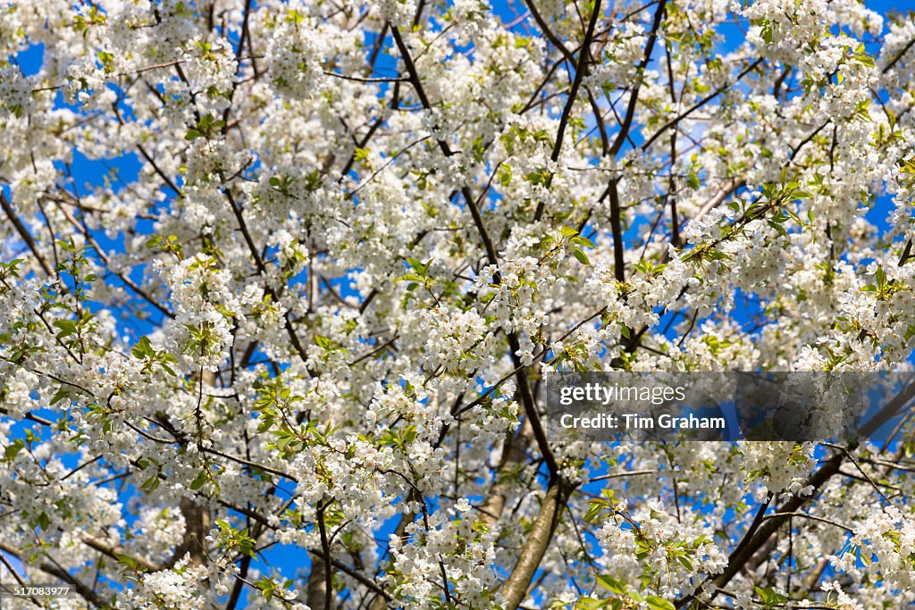 Blossom of wild cherry tree