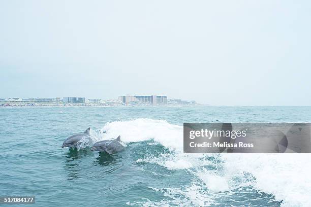two dolphins playing in the ocean surf - common dolphin stock pictures, royalty-free photos & images