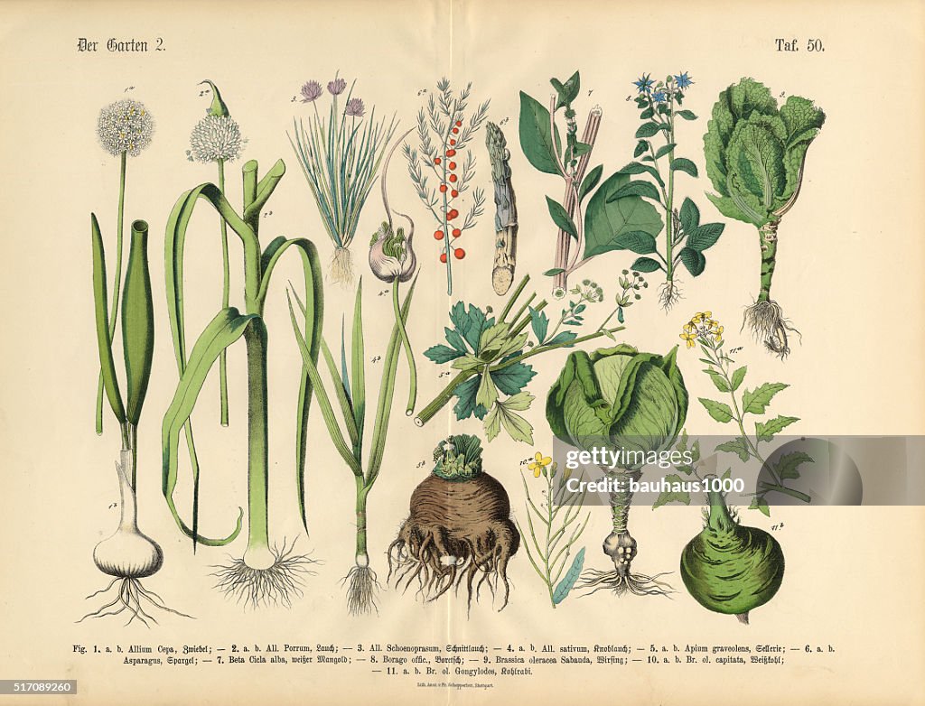 Gemüse, Obst und Beeren auf den Garten, viktorianischen botanischen Illustrationen