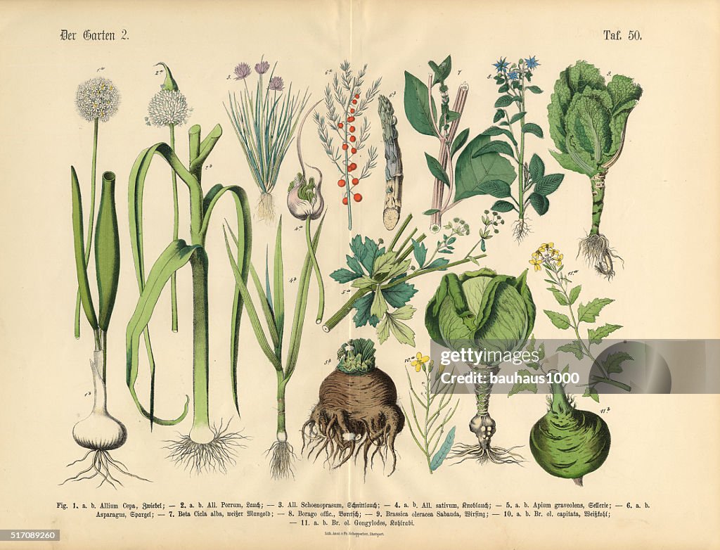 Vegetables, Fruit and Berries of the Garden, Victorian Botanical Illustration