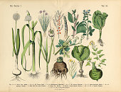 Vegetables, Fruit and Berries of the Garden, Victorian Botanical Illustration
