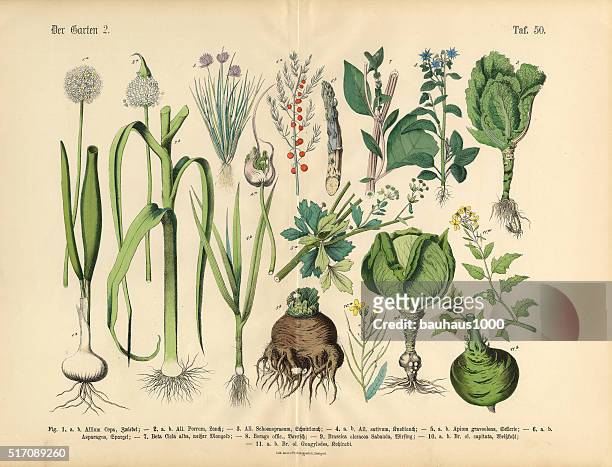 vegetables, fruit and berries of the garden, victorian botanical illustration - herb stock illustrations