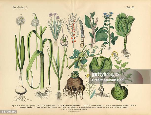 vegetables, fruit and berries of the garden, victorian botanical illustration - cabbage flower stock illustrations