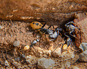 Balbyter Ants