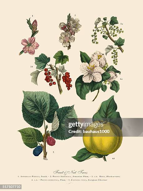 fruit and nut trees of the garden, victorian botanical illustration - chestnut tree stock illustrations