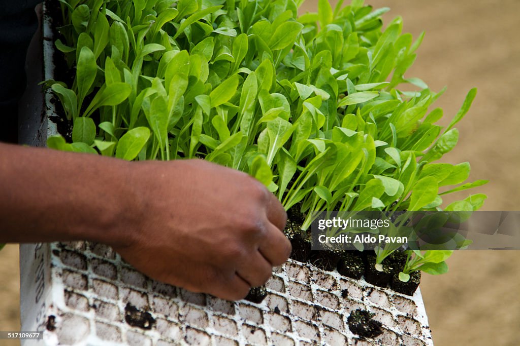 Red chicory processing