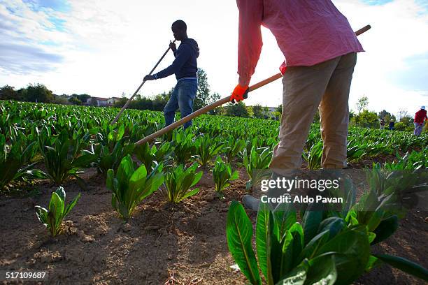 red chicory processing - black farmer stock pictures, royalty-free photos & images