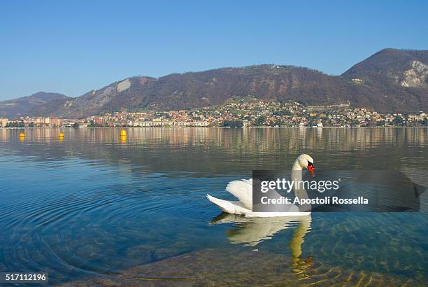 swans in the lake - sarnico stock pictures, royalty-free photos & images