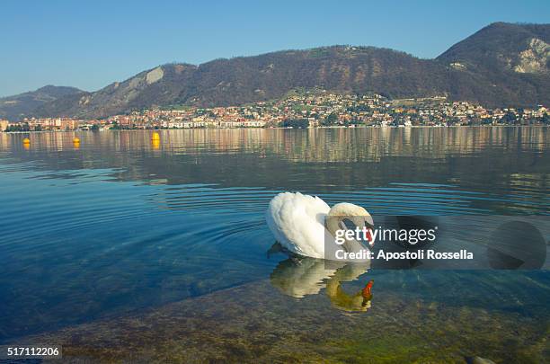 swans in the lake - sarnico stock pictures, royalty-free photos & images
