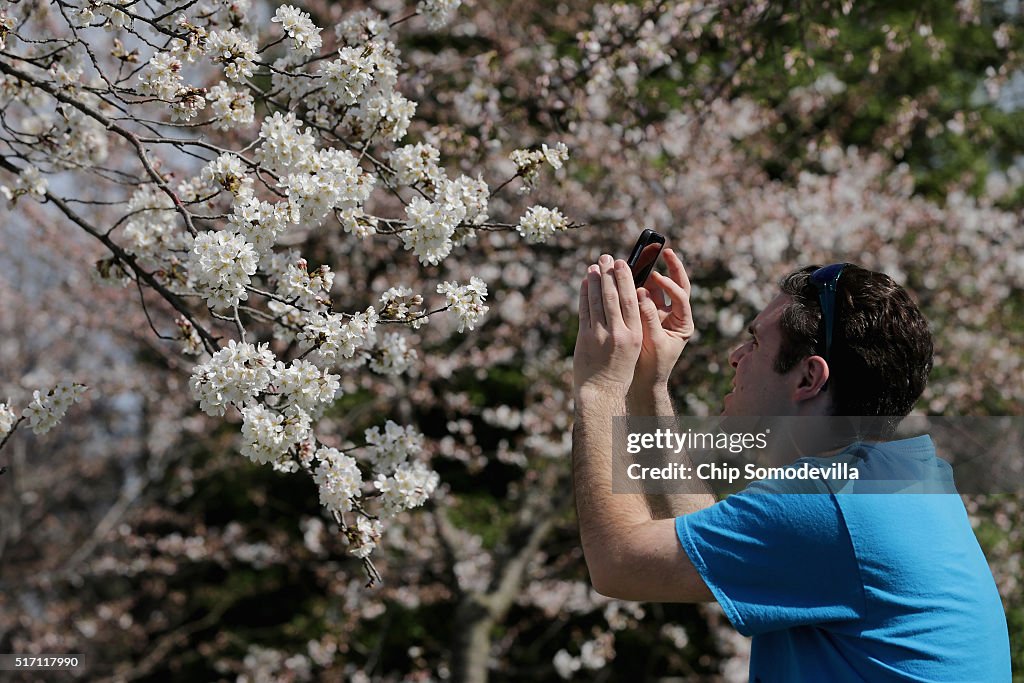 Cherry Blossoms Begin To Bloom In Washington, DC