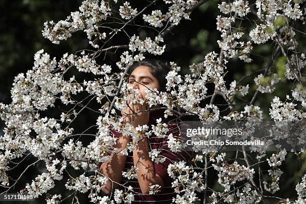 Young woman smells the blooms inside the branch of one of the cherry trees surrounding the Tidal Basin near the National Mall March 23, 2016 in...