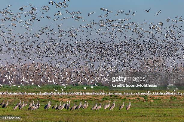 flock of snow goose, california, usa - wildlife reserve stock pictures, royalty-free photos & images