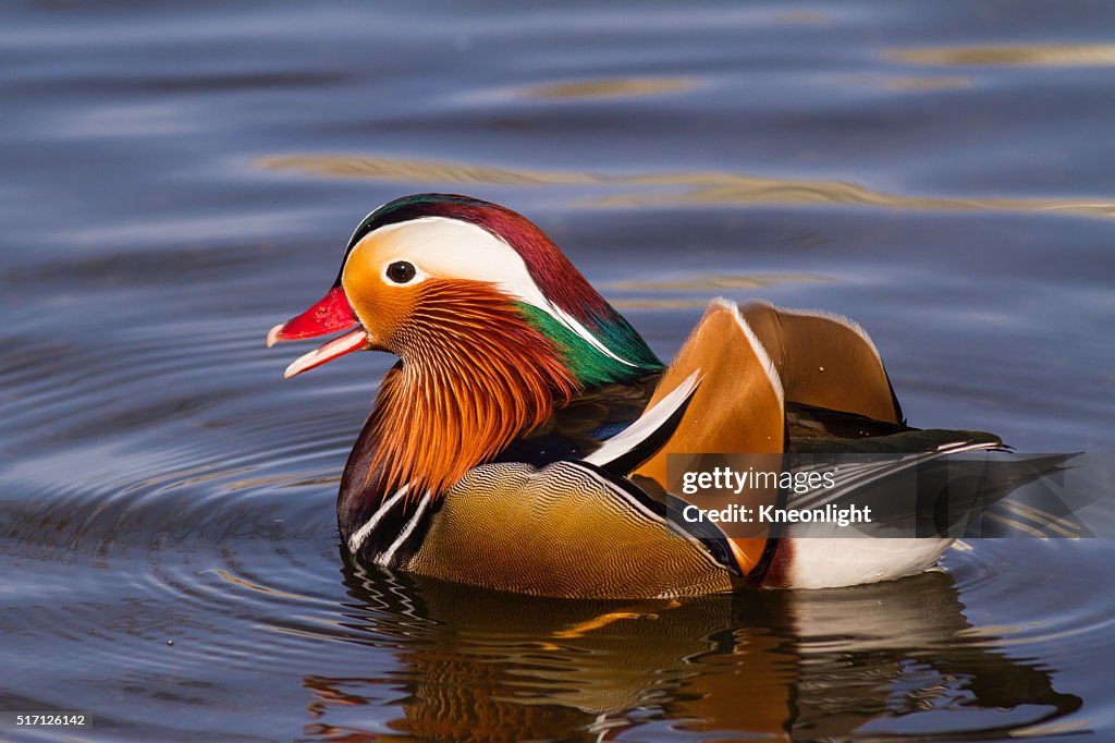 Macho pato mandarín