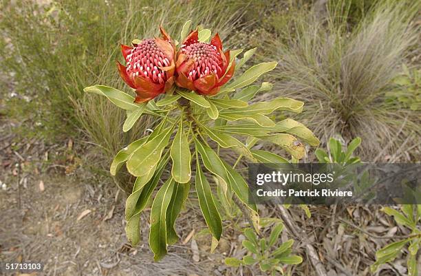 The Waratah flower is a native plant to New South Wales and it was proclaimed the official floral emblem of New South Wales on 24th October 1962. It...