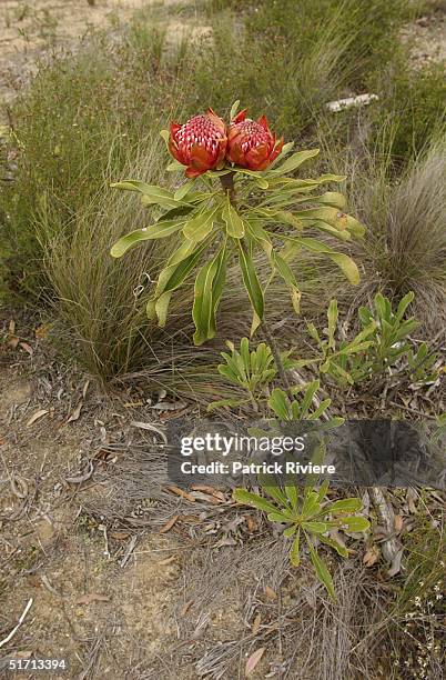 The Waratah flower is a native plant to New South Wales and it was proclaimed the official floral emblem of New South Wales on 24th October 1962. It...