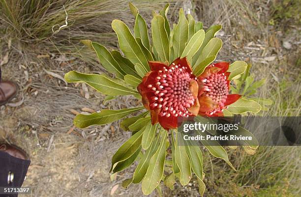 The Waratah flower is a native plant to New South Wales and it was proclaimed the official floral emblem of New South Wales on 24th October 1962. It...