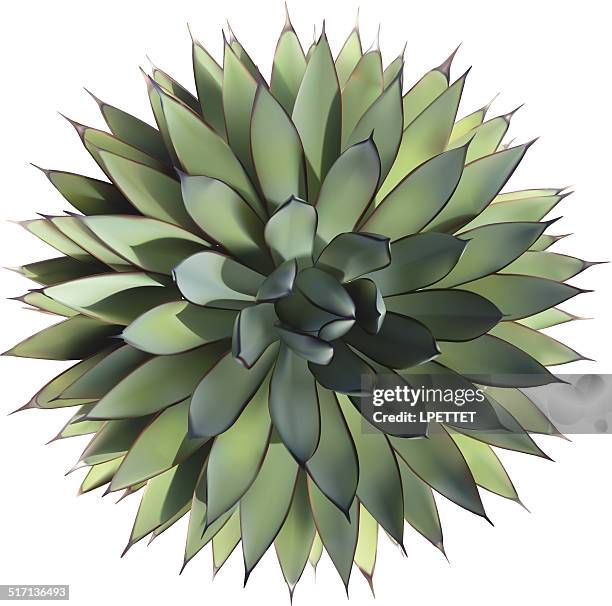 agave - vector - agave stock illustrations