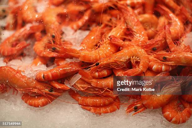 Tiger prawns are seen on sale in the Nicholas Seafood traders store after the Easter auction at the Sydney Fish Market on March 24, 2016 in Sydney,...