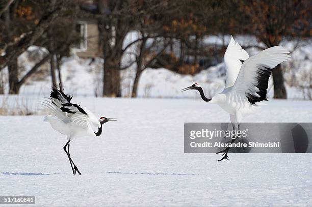 japanese crane - japanese crane stock pictures, royalty-free photos & images