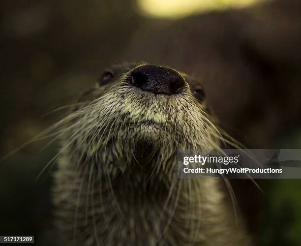 Otter Selfie