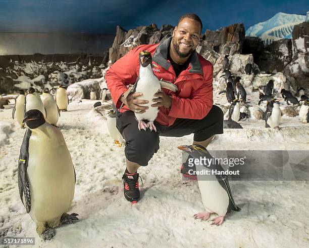 In this handout photo provided by SeaWorld San Diego, Ndamukong Suh of the Miami Dolphins visits the 25 degree Penguin Encounter at SeaWorld San...