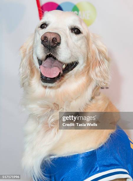 Air Bud attends SoulPancake's Puppypalooza Party at SoulPancakes Headquarters on March 23, 2016 in Los Angeles, California.