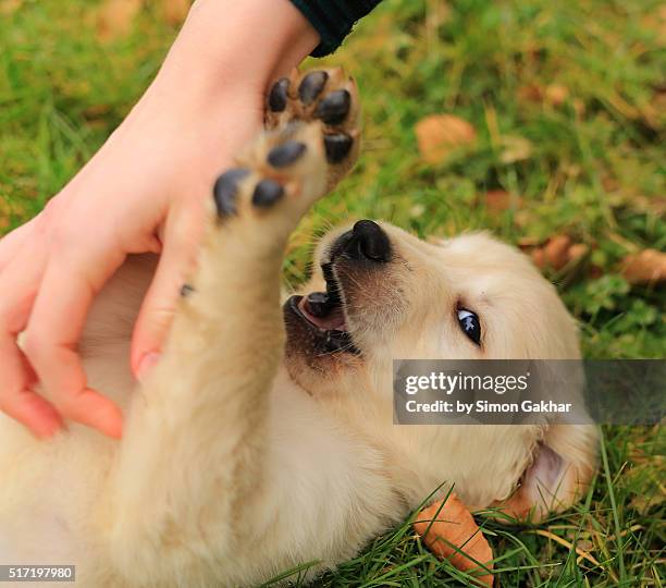 golden retriever puppy close up rolling on back - tickling feet stock pictures, royalty-free photos & images